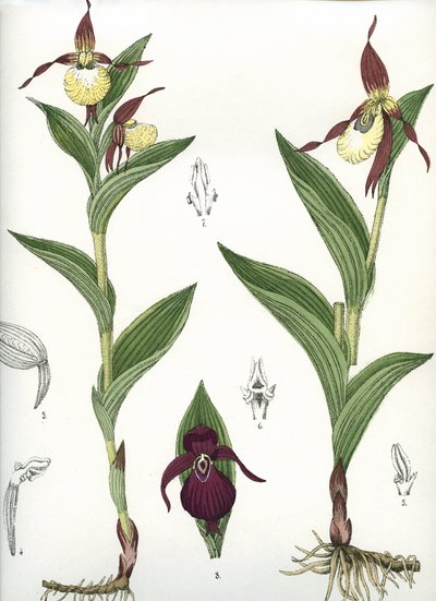 Planche botanique/Cypripedium calceolus/Sabot de Vénus - Unbekannt
