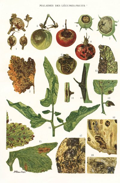 Planche botanique/Maladies des fruits et légumes - Unbekannt