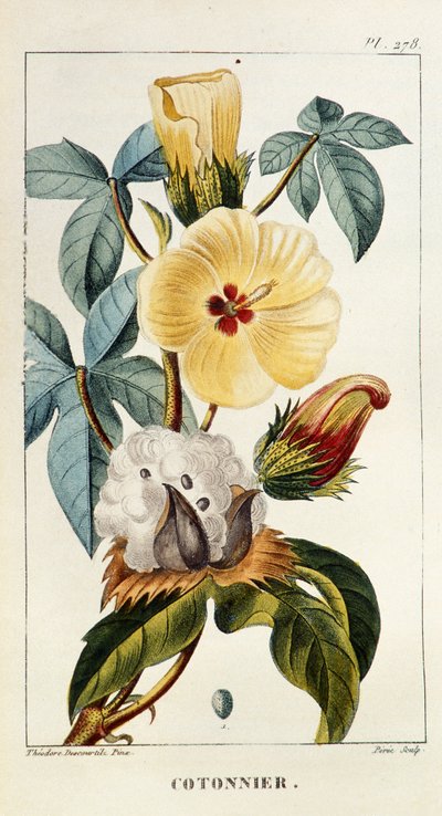 Planche botanique/Gossypium sp/Coton - Unbekannt