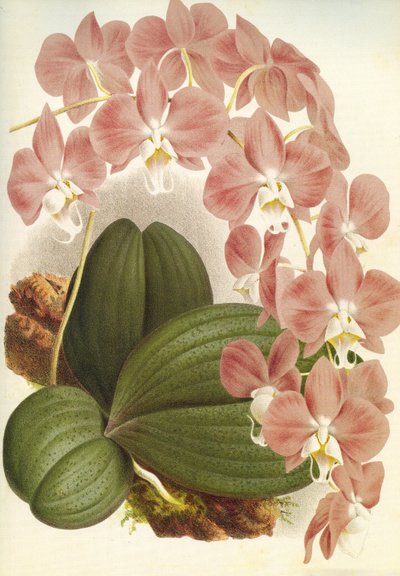 Planche botanique/Phalaenopsis sanderiana/Lindenia - Unbekannt
