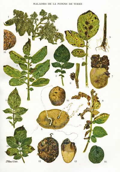 Planche botanique/Maladies de la pomme de terre/Solanum tuberosum - Unbekannt