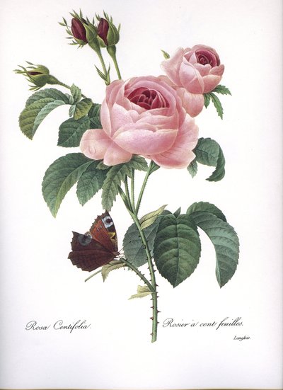 Planche botanique/Rosa centifolia/Rose à cent feuilles/Redouté - Unbekannt