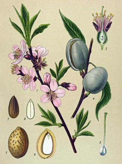 Planche botanique. Amygdaline (Amande) : amandier commun (Amygdalus communis) - Unbekannter Künstler