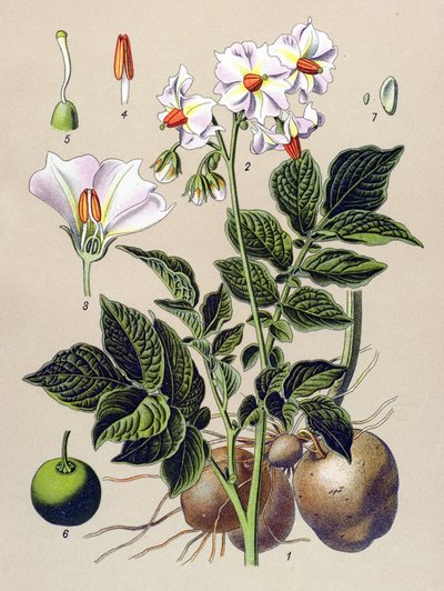 Planche botanique, plante de pomme de terre (Solanum tuberosum) - Unbekannter Künstler