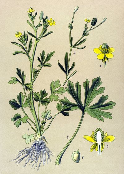 Planche botanique. Plante vénéneuse (toxique) : renoncule scélérate ou renoncule à feuilles de céleri (Ranunculus sceleratus) - Unbekannter Künstler