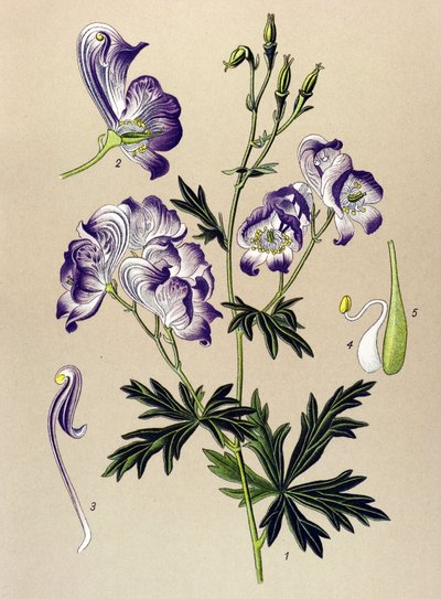 Planche botanique. Plante vénéneuse et médicinale : aconit panaché (Aconitum variegatum) - Unbekannter Künstler