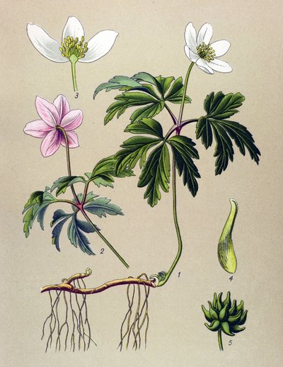 Planche botanique, plante vénéneuse et médicinale : Anémone sylvie ou Anémone des bois (Anemone nemorosa) - Unbekannter Künstler