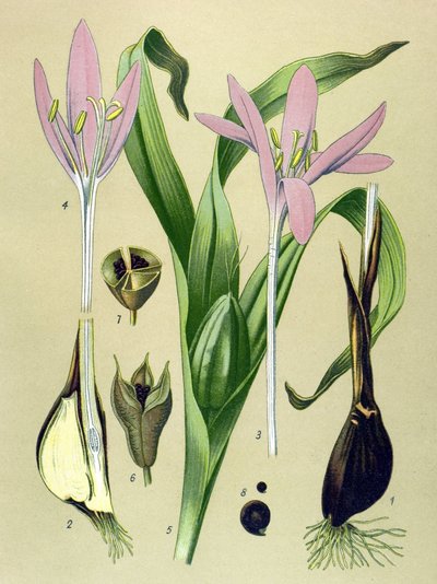 Planche botanique, plante vénéneuse et médicinale : colchique d