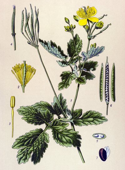 Planche botanique, plante vénéneuse et médicinale : chélidoine (Chelidonium majus) - Unbekannter Künstler