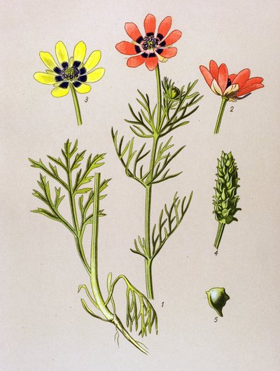 Planche botanique. Plante vénéneuse (toxique) et médicinale : adonis d