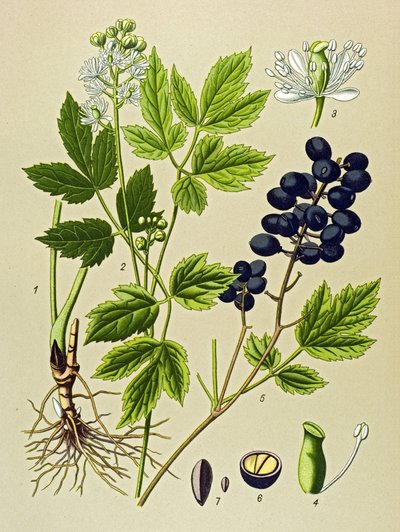 Planche botanique, plante vénéneuse et médicinale : adonis d