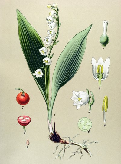 Planche botanique, plante vénéneuse et médicinale : muguet de mai (Convallaria majalis) - Unbekannter Künstler