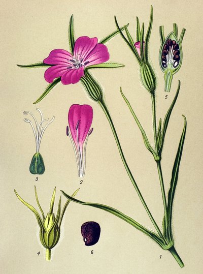 Planche botanique, plante vénéneuse : Nielle des blés (Agrostemma githago) - Unbekannter Künstler