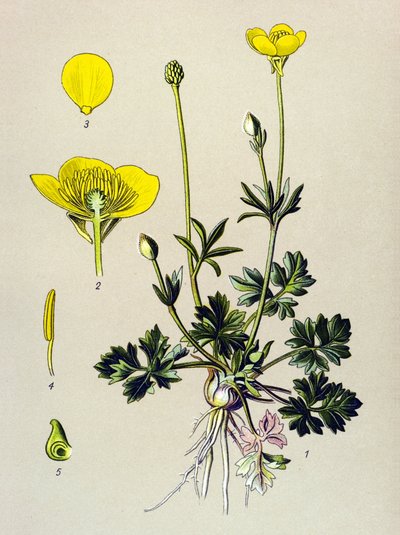 Planche botanique. Plante vénéneuse (toxique) : renoncule bulbeuse ou bouton d
