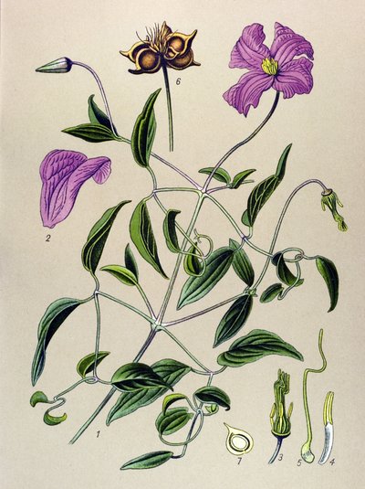 Planche botanique. Plante vénéneuse (toxique) : clématite fausse-vigne (Clematis viticella) - Unbekannter Künstler