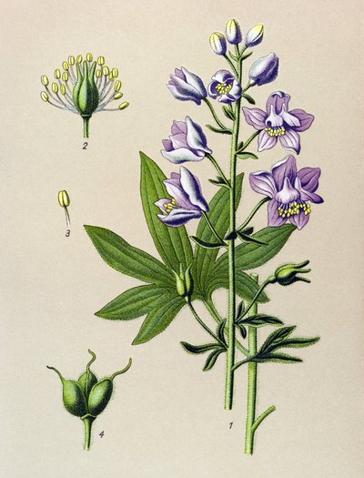 Planche botanique. Plante vénéneuse : dauphinelle staphysagre (Delphinium staphysagria) - Unbekannter Künstler