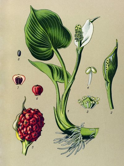 Planche botanique. Plante vénéneuse (toxique) : calla des marais (Calla palustris) - Unbekannter Künstler