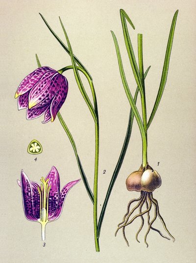 Planche botanique, plante vénéneuse : Fritillaire pintade (Fritillaria meleagris) - Unbekannter Künstler
