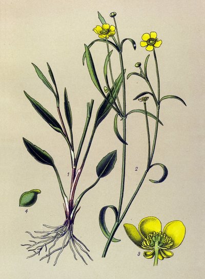 Planche botanique. Plante vénéneuse (toxique) et médicinale : renoncule flammette, petite douve ou petite flamme (Ranunculus flammula) - Unbekannter Künstler