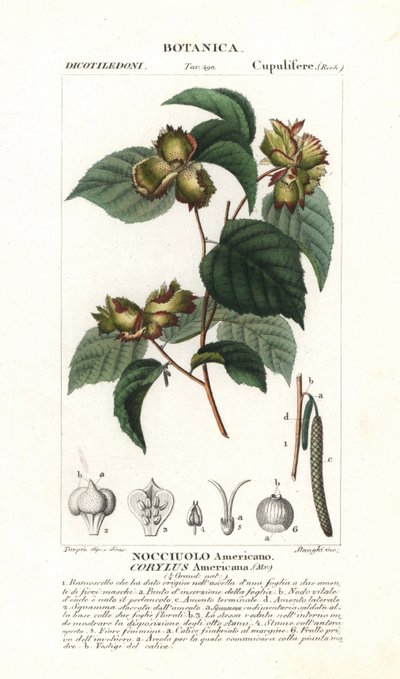 Tableau botanique : noisette et noisette - Noisetier américain, Corylus americana, originaire d