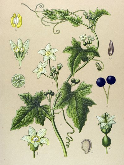 Planche botanique, plante : bryone (Bryonia alba) - Unbekannter Künstler