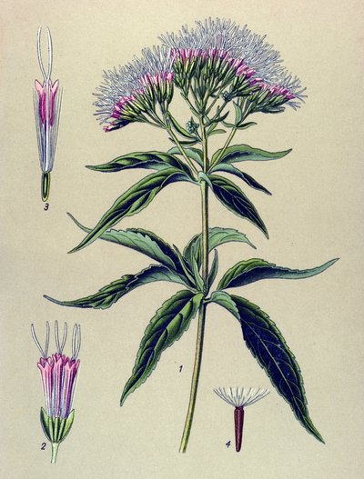 Planche botanique, plante : eupatoire à feuilles de chanvre (Eupatorium cannabinum) - Unbekannter Künstler