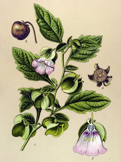 Planche botanique, plante : poire de Pérou ou pomme de Pérou (Nicandra physaloides) - Unbekannter Künstler