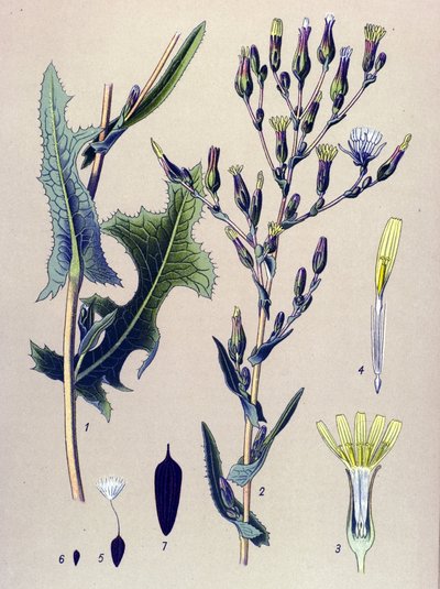 Planche botanique, plante : laitue scariole (Lactuca scariola, Lactuca serriola) - Unbekannter Künstler
