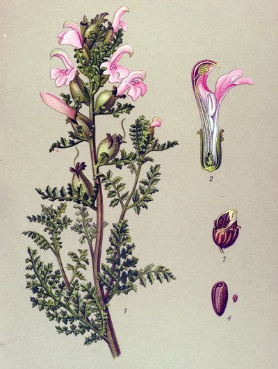 Planche botanique, plante : pédiculaire des marais (Pedicularis palustris) - Unbekannter Künstler