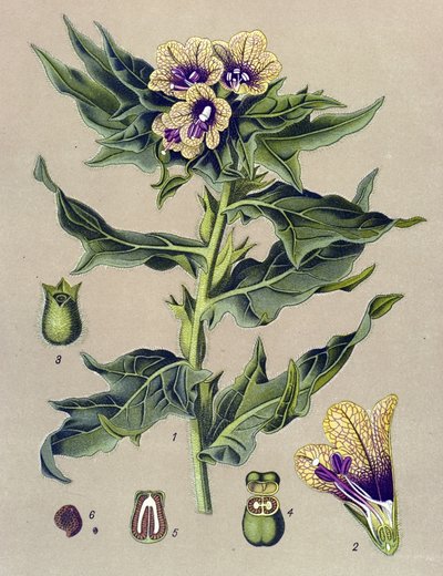 Tableau botanique, plante : jusquiame noire (Hyoscyamus niger) - Unbekannter Künstler