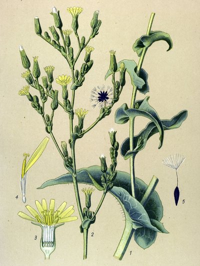 Planche botanique, plante : laitue vireuse ou laitue sauvage (Lactuca virosa) - Unbekannter Künstler