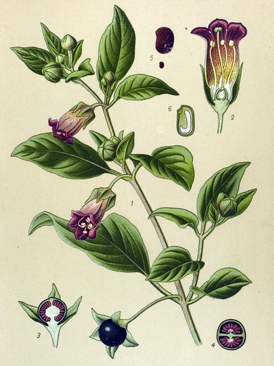 Planche botanique, plante de La belladone (Atropa belladonna) - Unbekannter Künstler