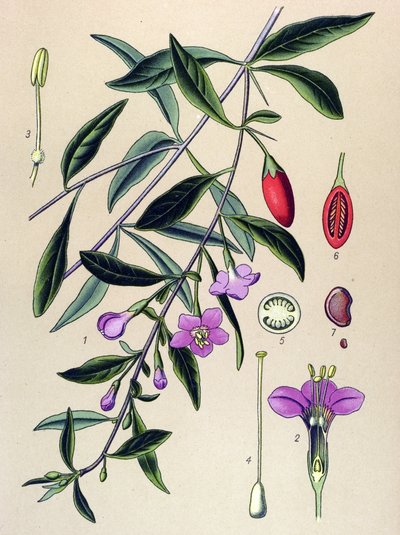Planche botanique, plante de médecine traditionnelle chinoise : lyciet commun (Lycium halimifolium) - Unbekannter Künstler