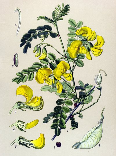 Planche botanique, plante : baguenaudier (Colutea arborescens) - Unbekannter Künstler