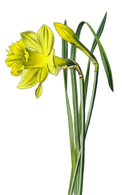Planche botanique, plante : narcisse jaune ou narcisse trompette (Narcissus pseudonarcissus) - Unbekannter Künstler