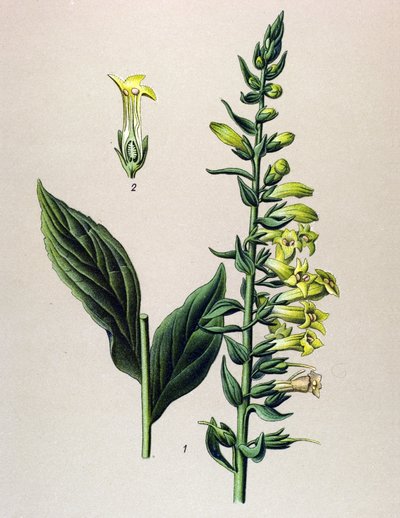 Planche botanique, plante : digitale jaune ou petite digitale (Digitalis lutea) - Unbekannter Künstler