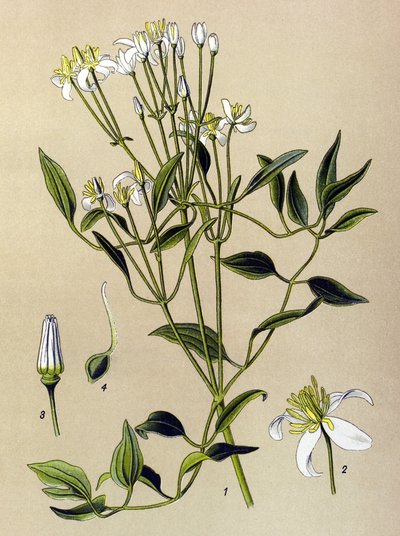 Planche botanique, plante vénéneuse et médicinale : Clématite droite (Clematis recta) - Unbekannter Künstler