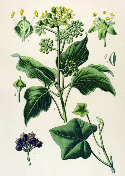 Planche botanique, plante toxique et médicinale : Lierre grimpant ou lierre commun (Hedera helix) - Unbekannter Künstler