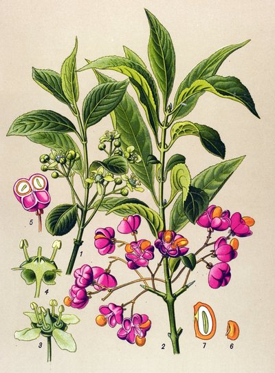 Planche botanique, plante vénéneuse : fusain d