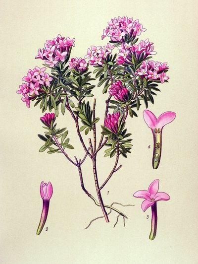 Planche botanique, plante vénéneuse : camélée ou camélée des Alpes (Daphne cneorum) - Unbekannter Künstler