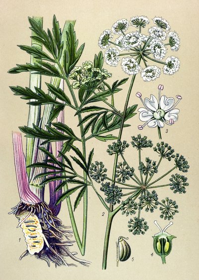 Planche botanique, plante vénéneuse (toxique) et médicinale : ciguë aquatique (Cicuta virosa) - Unbekannter Künstler
