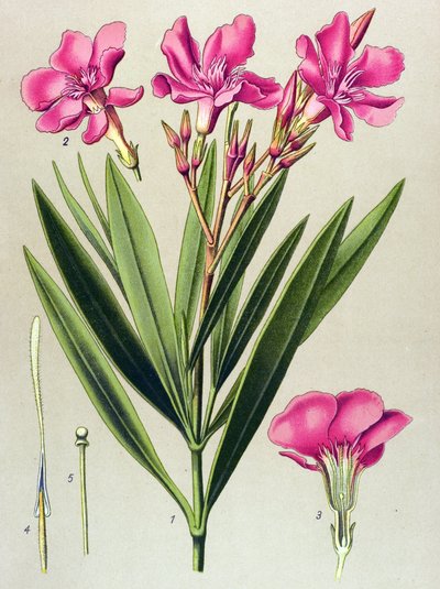 Planche botanique, plante vénéneuse et médicinale : laurier-rose (Nerium oleander) - Unbekannter Künstler