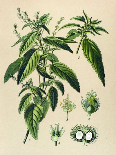 Planche botanique, plante vénéneuse : mercuriale annuelle (Mercurialis annua) - Unbekannter Künstler