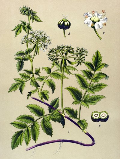 Planche botanique, plante vénéneuse : Berle (Berula angustifolia) - Unbekannter Künstler