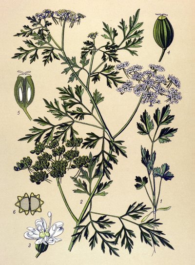 Planche botanique, plante vénéneuse : persil de chien ou faux persil (Aethusa cynapium) - Unbekannter Künstler