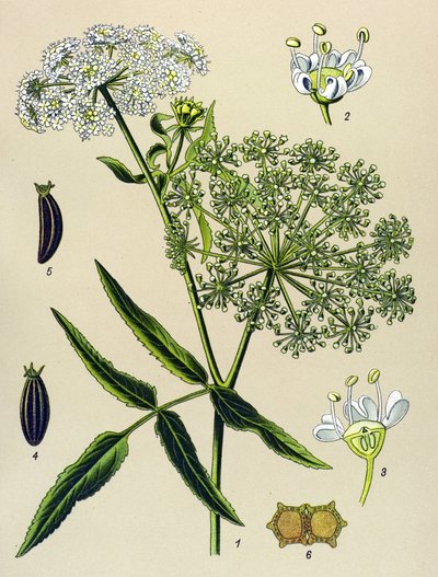 Planche botanique, plante vénéneuse (toxique) : Grande Berle (Sium latifolium) - Unbekannter Künstler