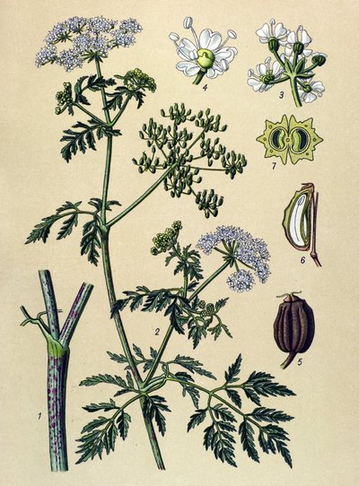 Planche botanique, plante vénéneuse (toxique) : ciguë (Conium maculatum) - Unbekannter Künstler
