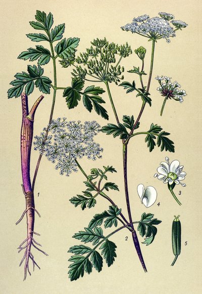 Planche botanique, plante vénéneuse : cerfeuil penché (Chaerophyllum temulum) - Unbekannter Künstler