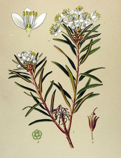 Tableau botanique, plante vénéneuse (toxique) : ledon des marais (Ledum palustre) - Unbekannter Künstler