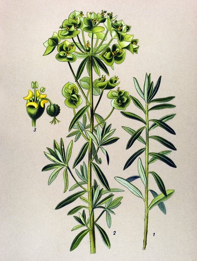 Planche botanique, plante vénéneuse (toxique) : euphorbe ronde ou euphorbe péplus (Euphorbia peplus) - Unbekannter Künstler